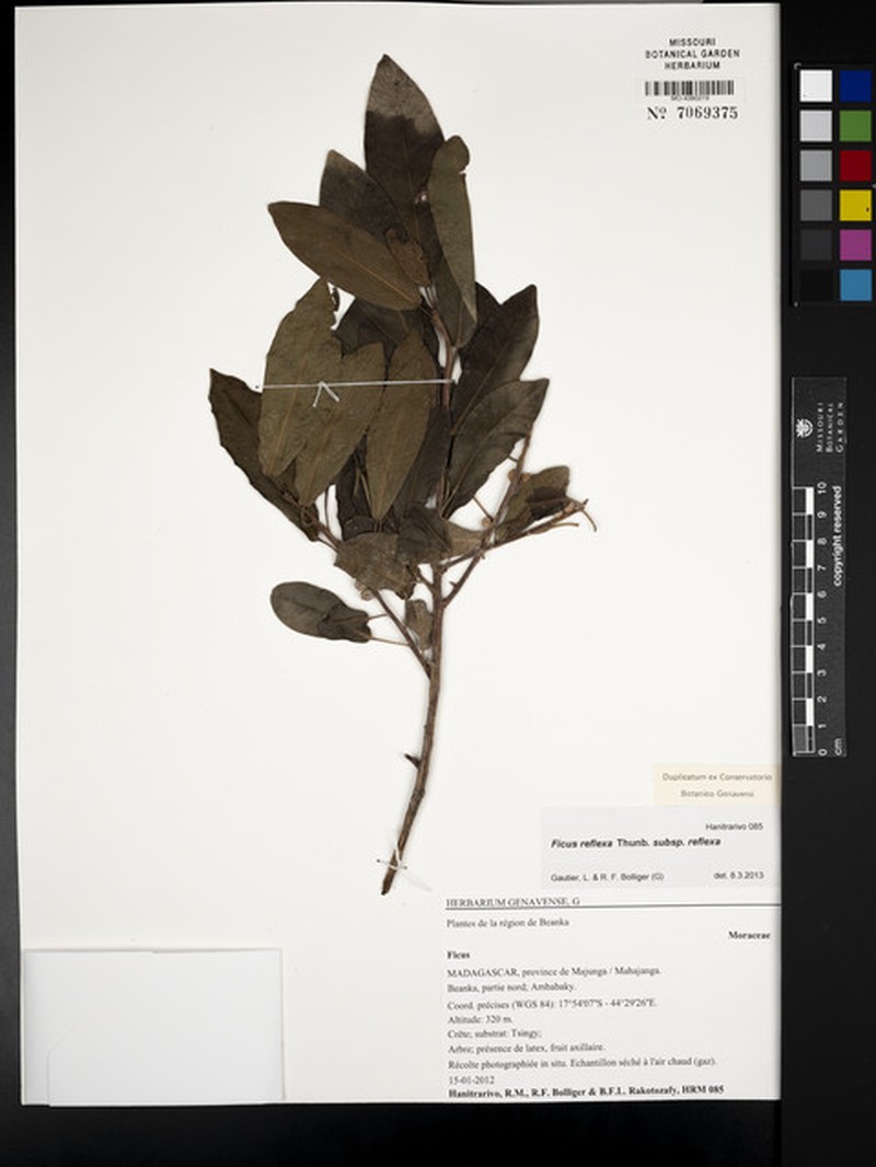 Ficus reflexa subsp. reflexa photo 2