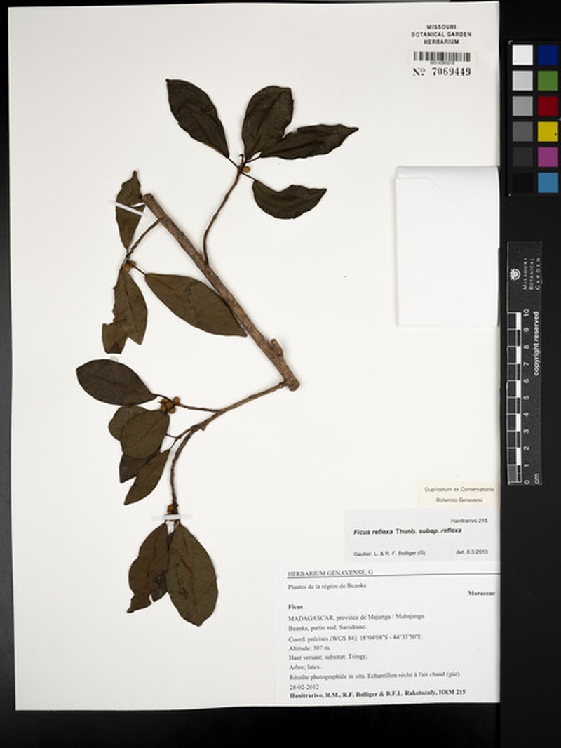 Ficus reflexa subsp. reflexa photo 3