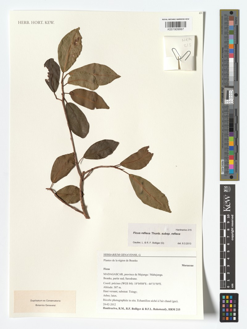 Ficus reflexa subsp. reflexa photo 4
