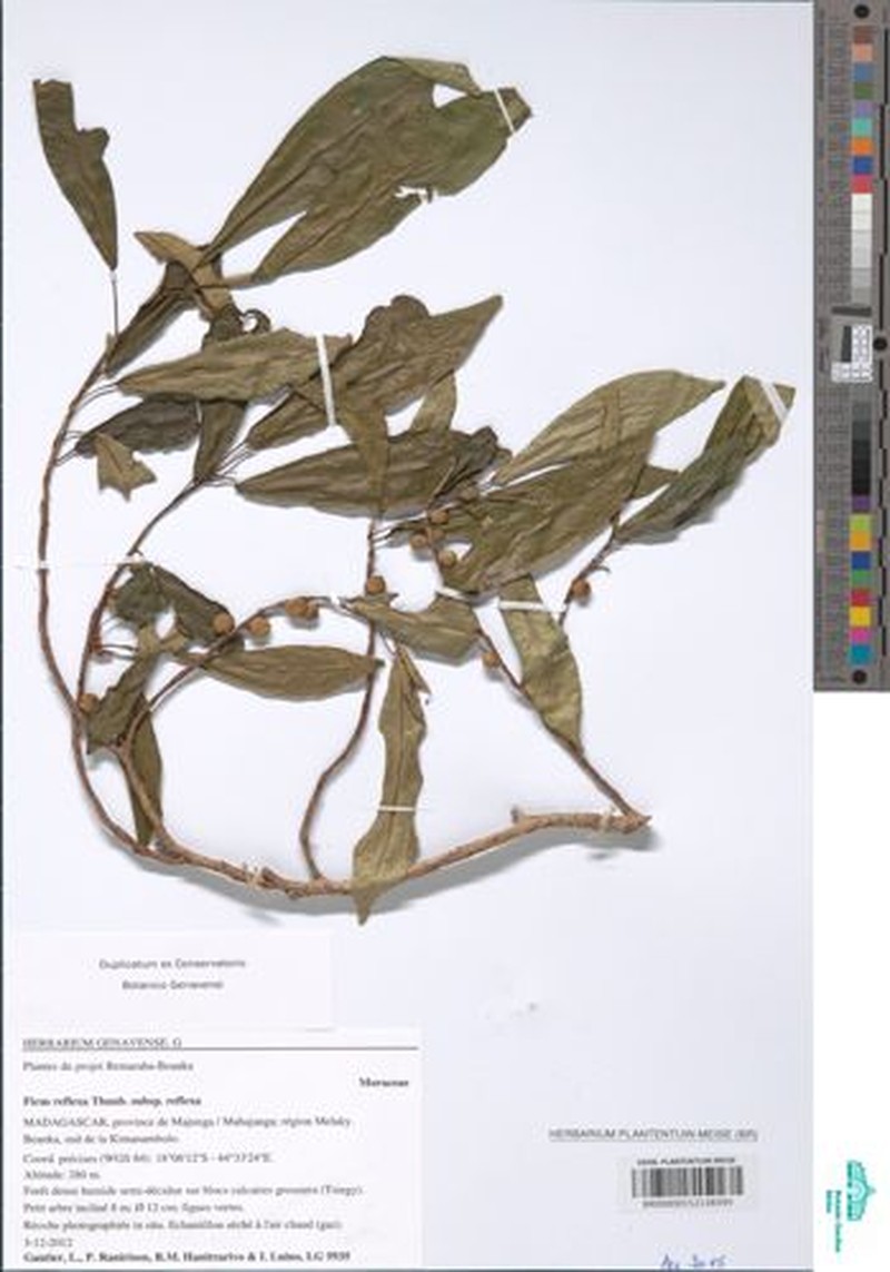 Ficus reflexa subsp. reflexa photo 5
