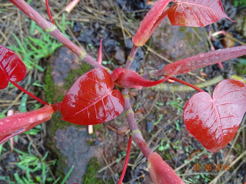Peepul Tree photo 4