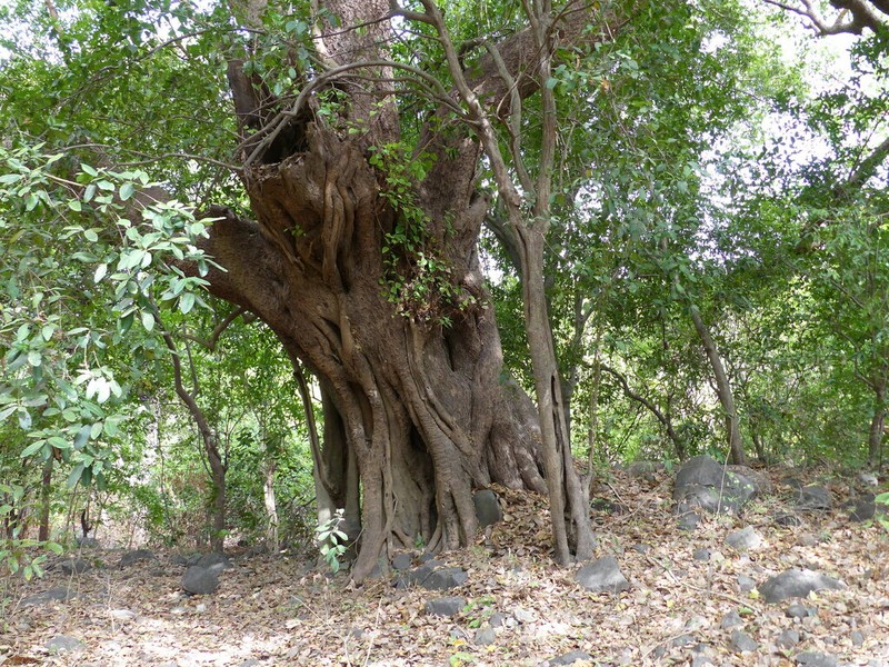 Peepul Tree photo 6