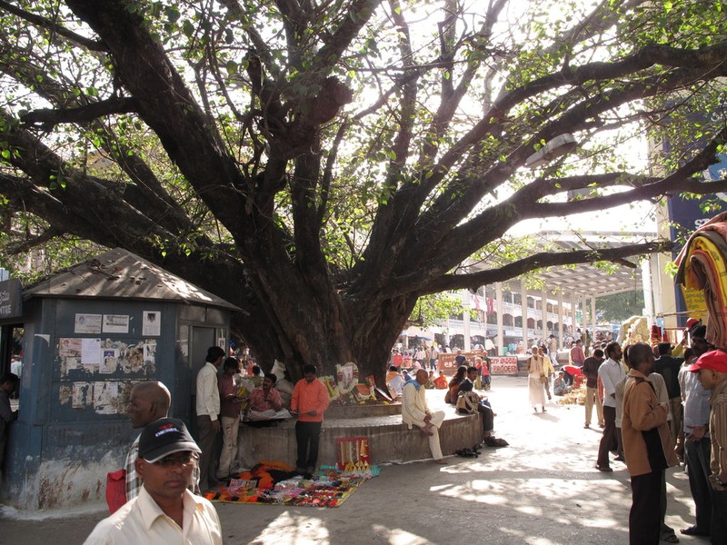 Peepul Tree photo 7