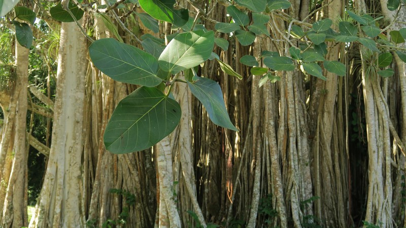 Peepul Tree photo 4