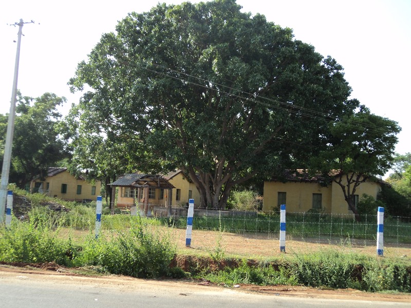 Peepul Tree photo 2