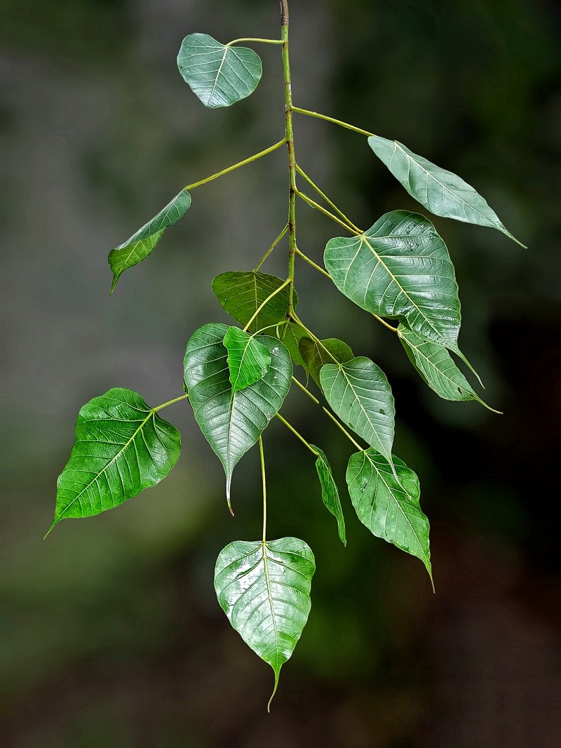 Peepul Tree photo 3