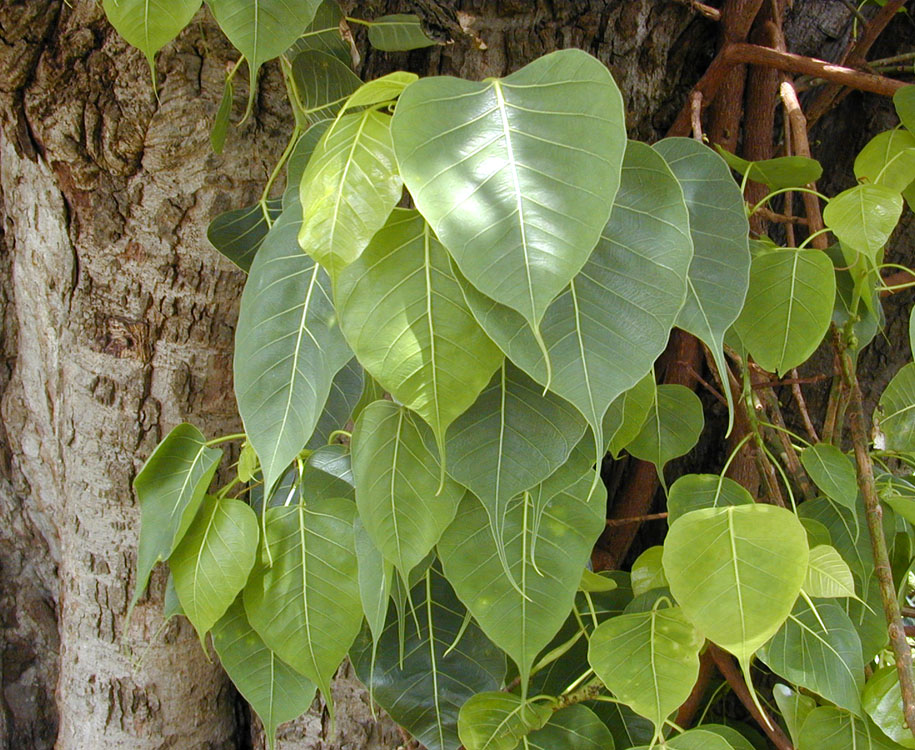 Peepul Tree