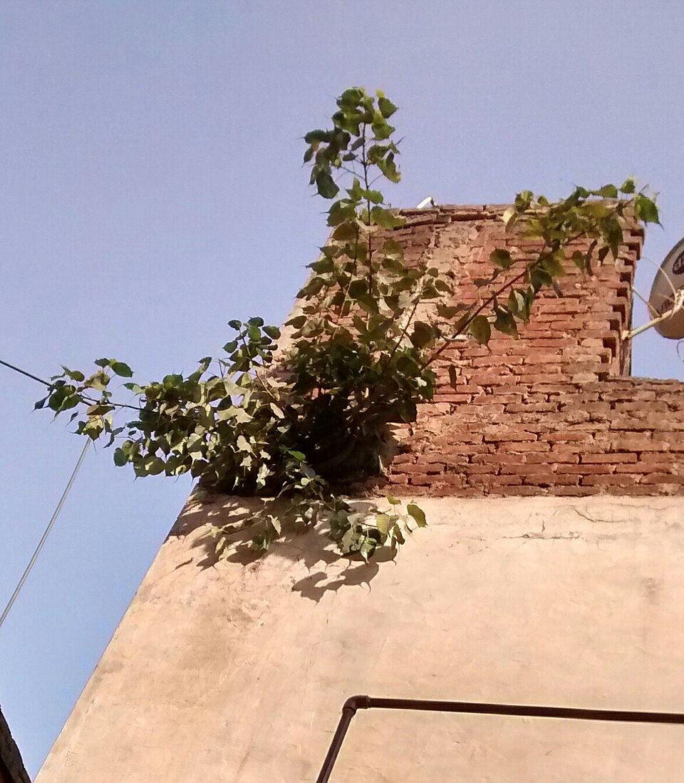 Peepul Tree photo 7