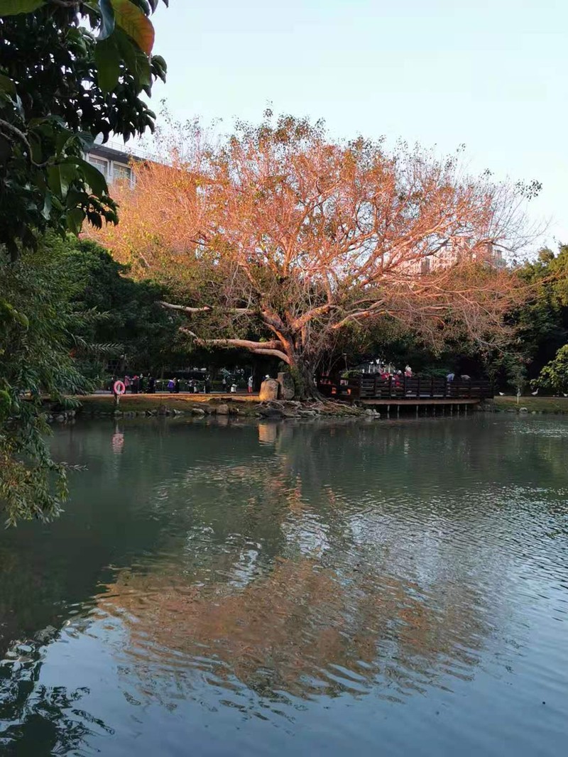 Peepul Tree photo 8
