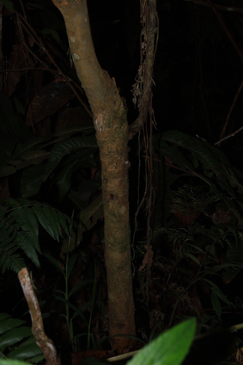 Ficus remifolia