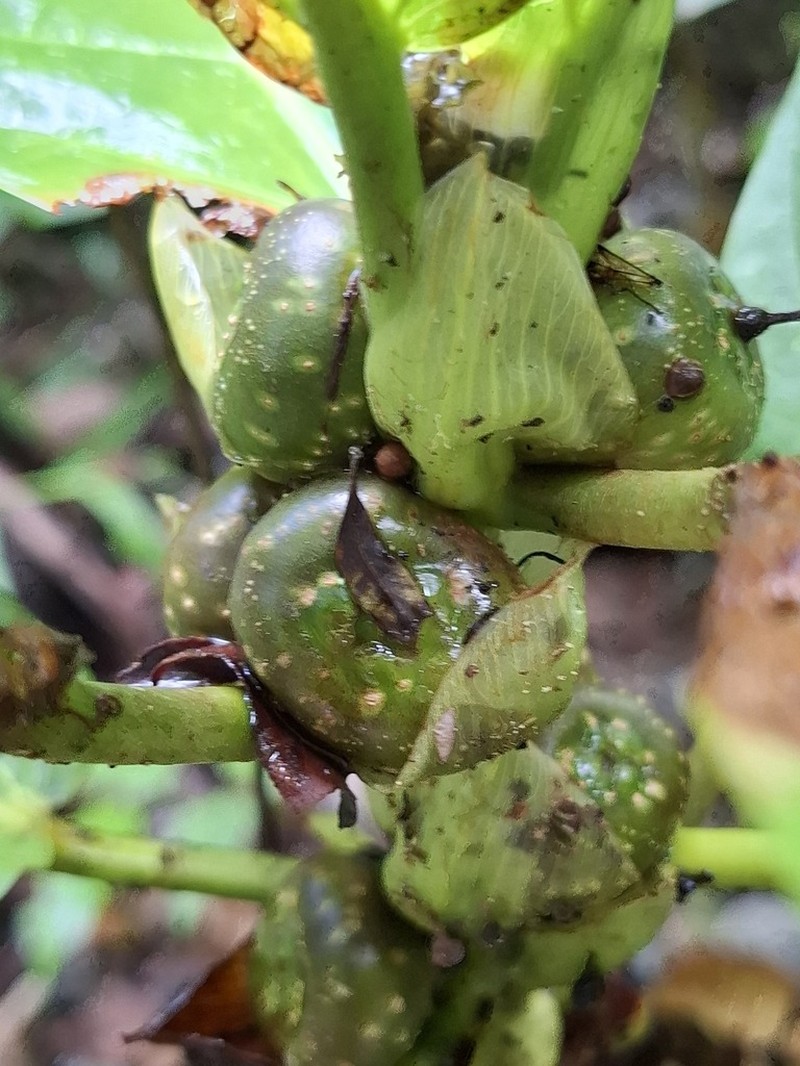 Ficus remifolia photo 2