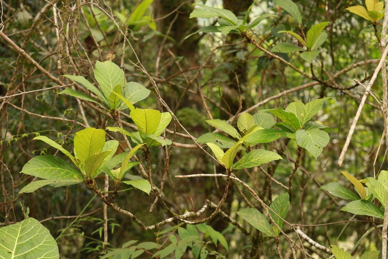 Ficus remifolia photo 3