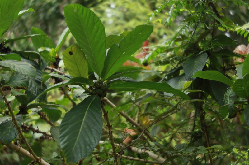Ficus remifolia photo 4