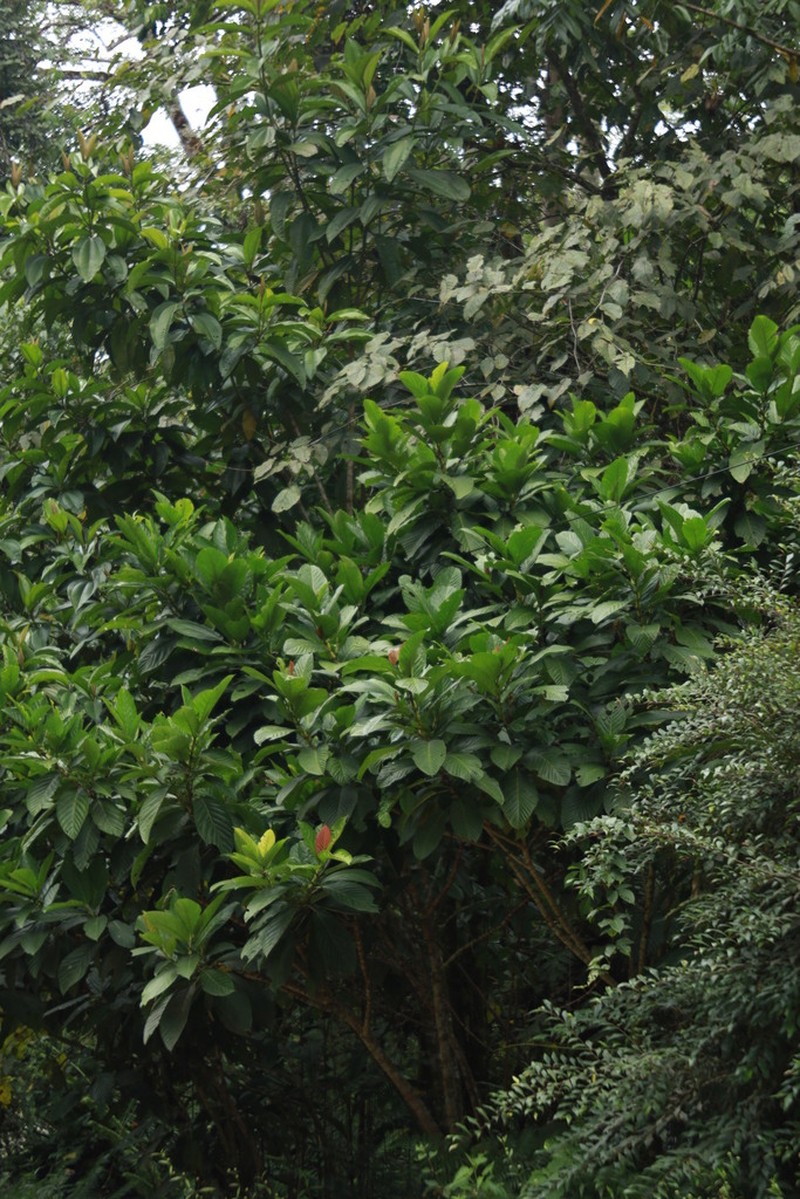 Ficus remifolia photo 5