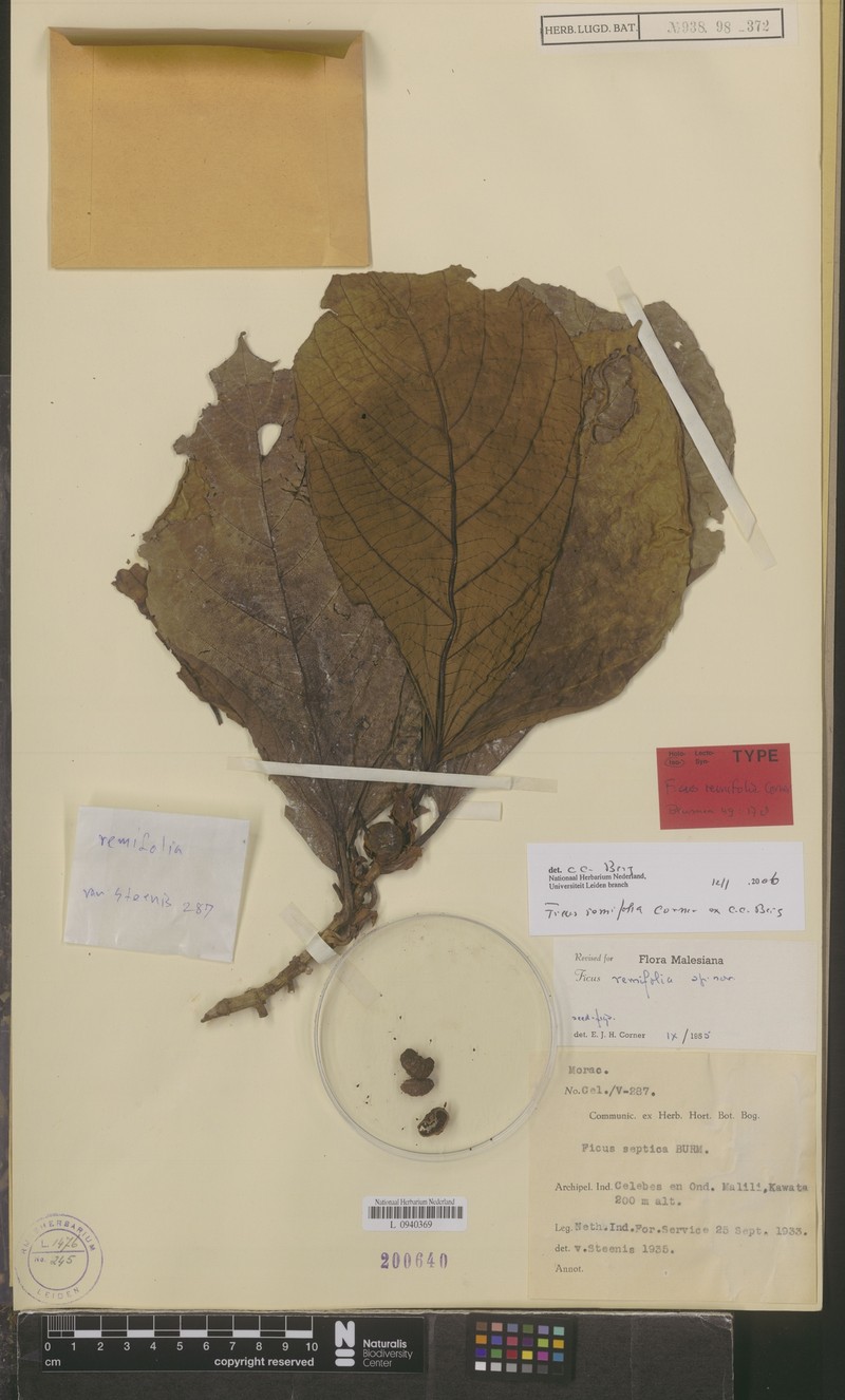 Ficus remifolia photo 6