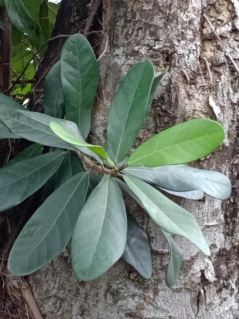 Ficus retusa