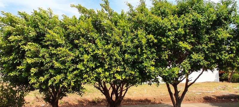 Ficus retusa photo 2