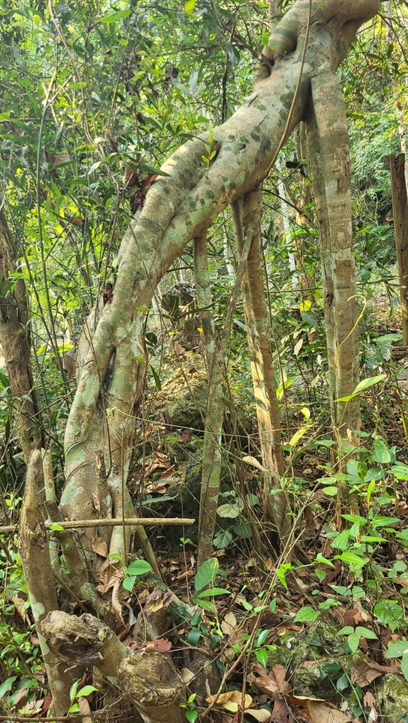 Ficus retusa photo 3