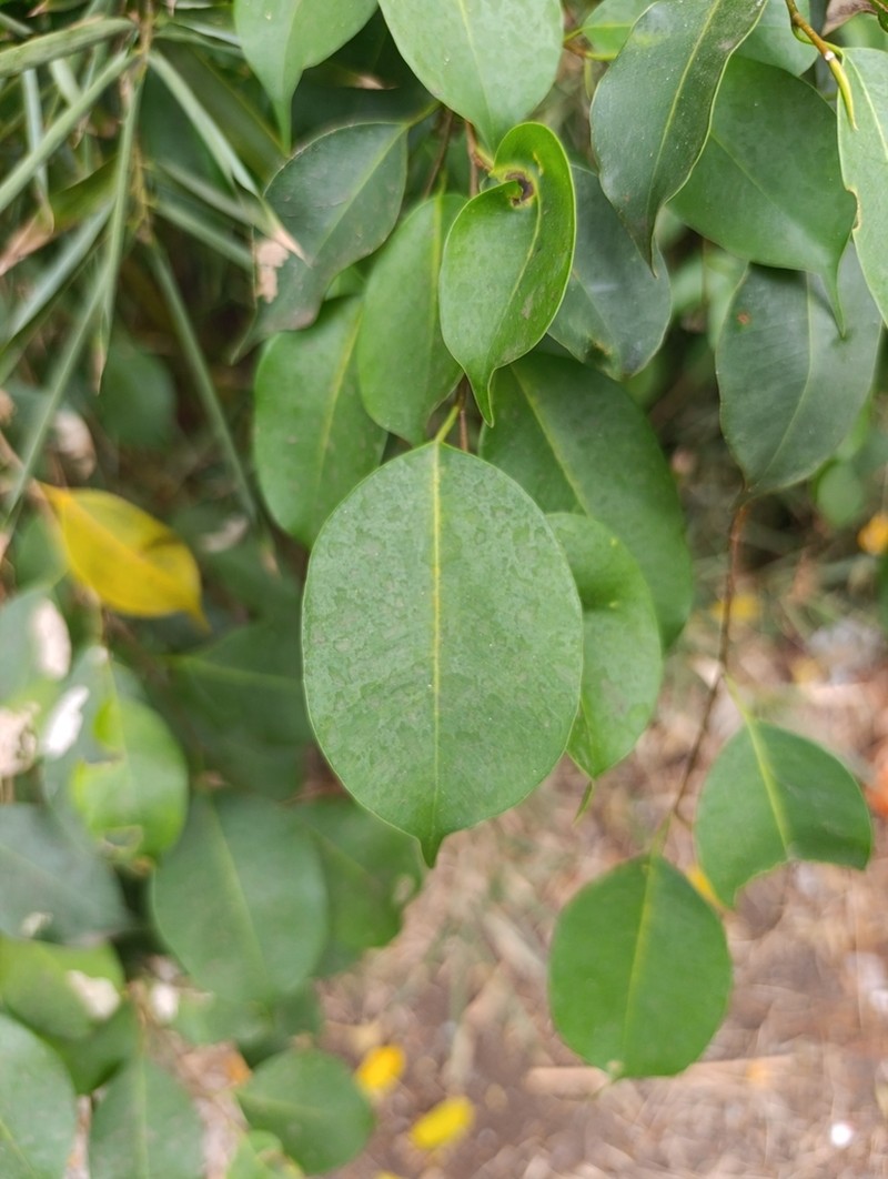 Ficus retusa photo 4