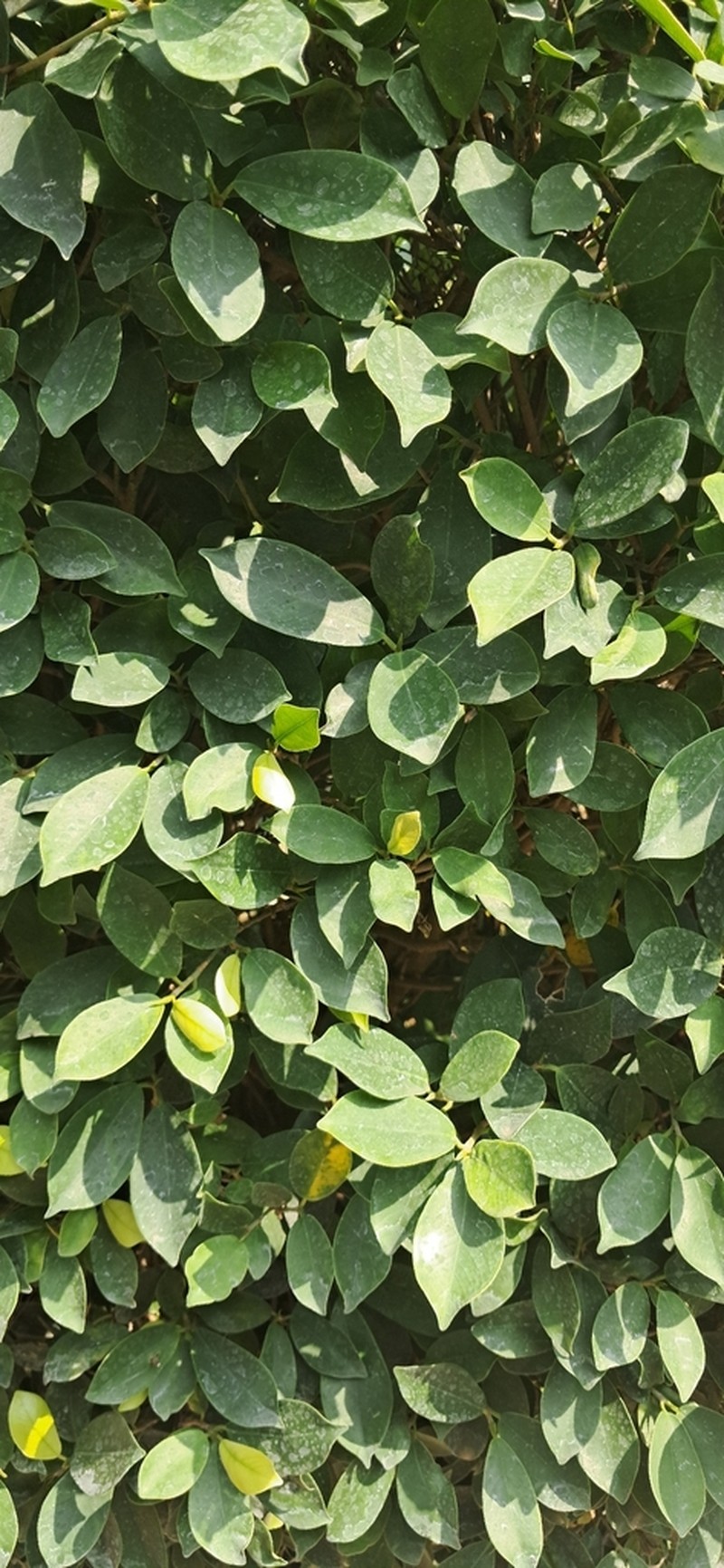 Ficus retusa photo 5