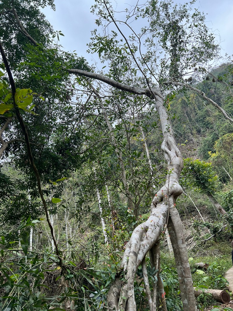 Ficus retusa photo 6