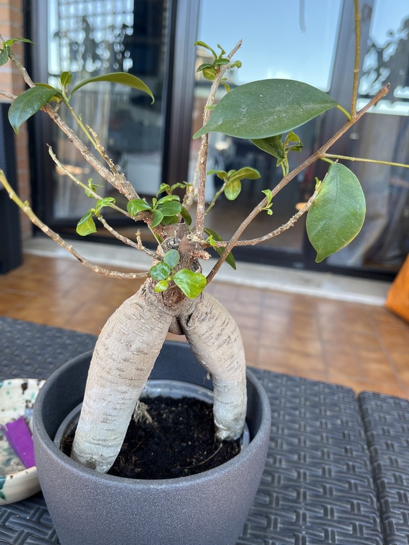 Ficus retusa photo 7