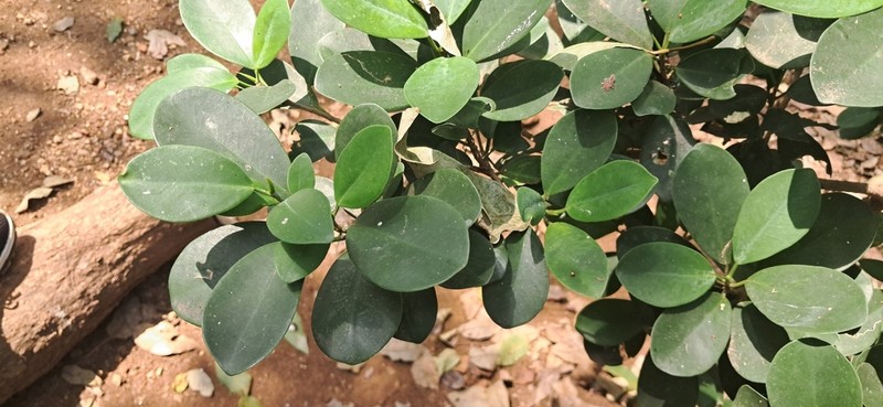 Ficus retusa photo 8