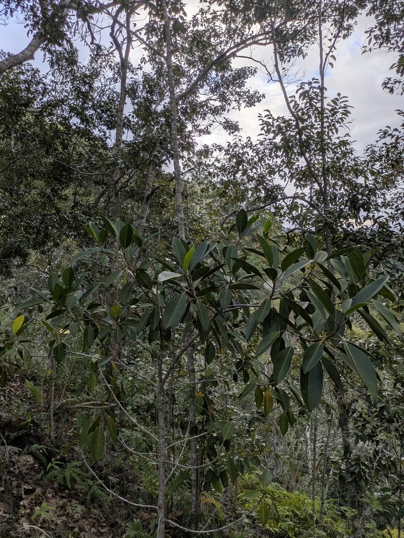 Ficus rhizophoriphylla