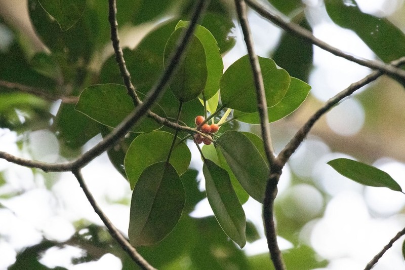Ficus rhizophoriphylla photo 2