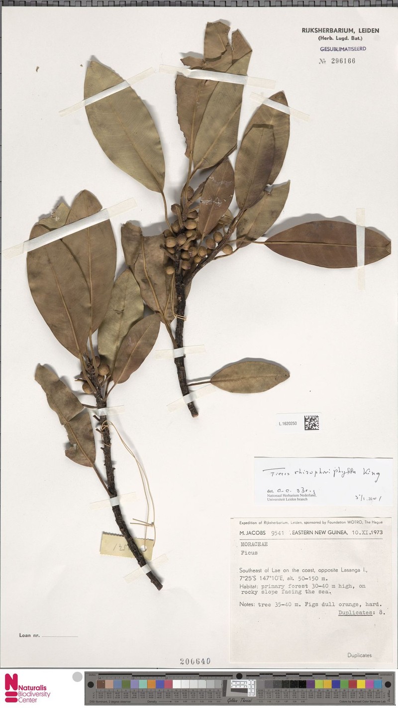 Ficus rhizophoriphylla photo 3