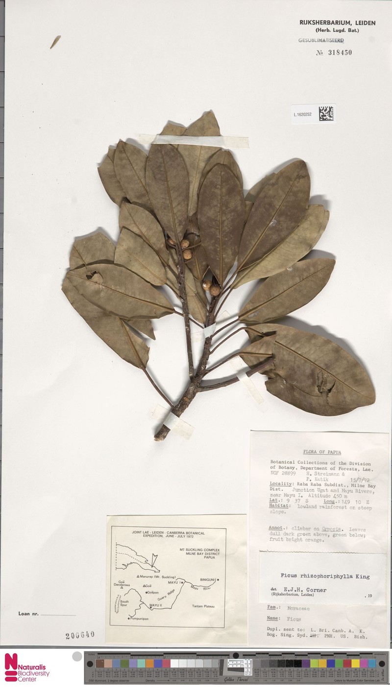 Ficus rhizophoriphylla photo 4