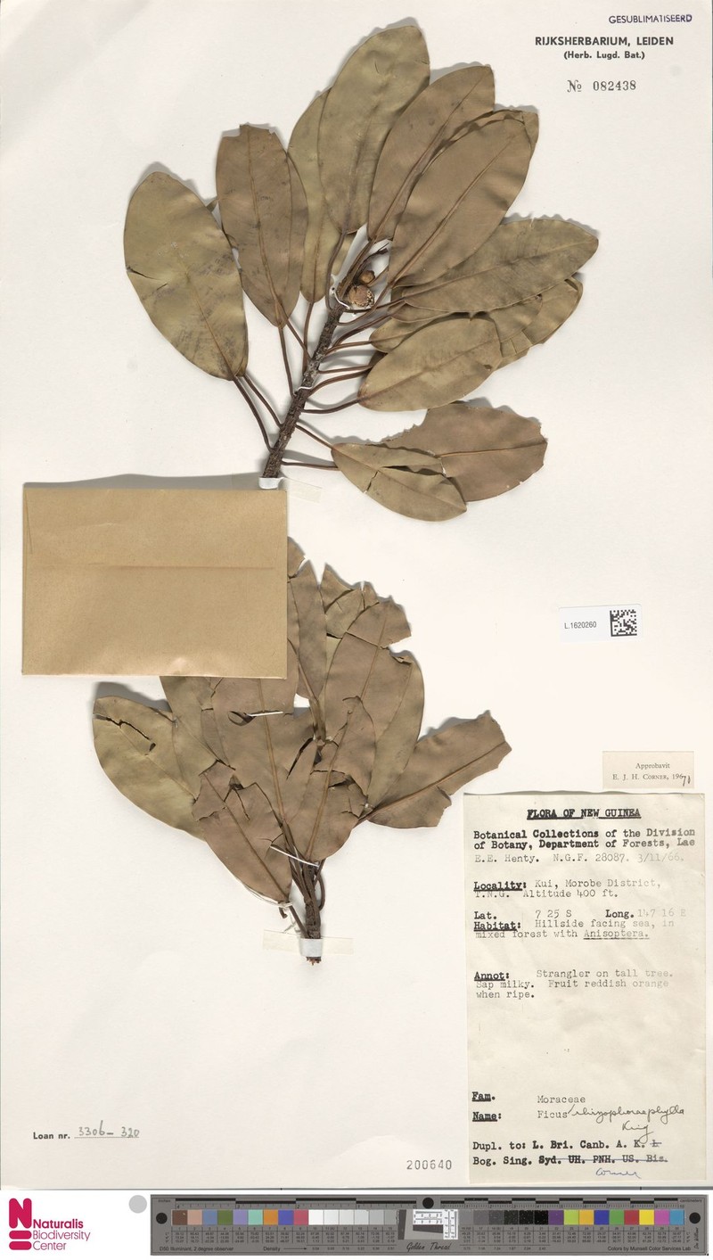 Ficus rhizophoriphylla photo 5