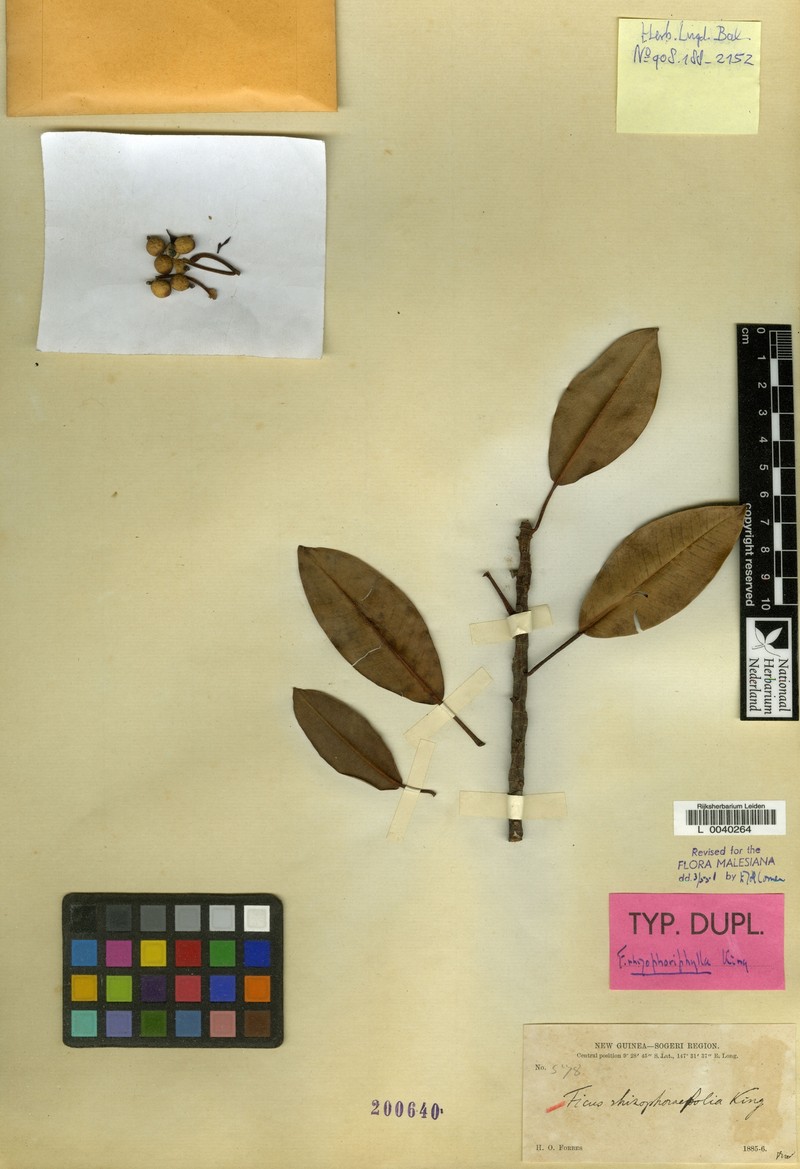 Ficus rhizophoriphylla photo 6