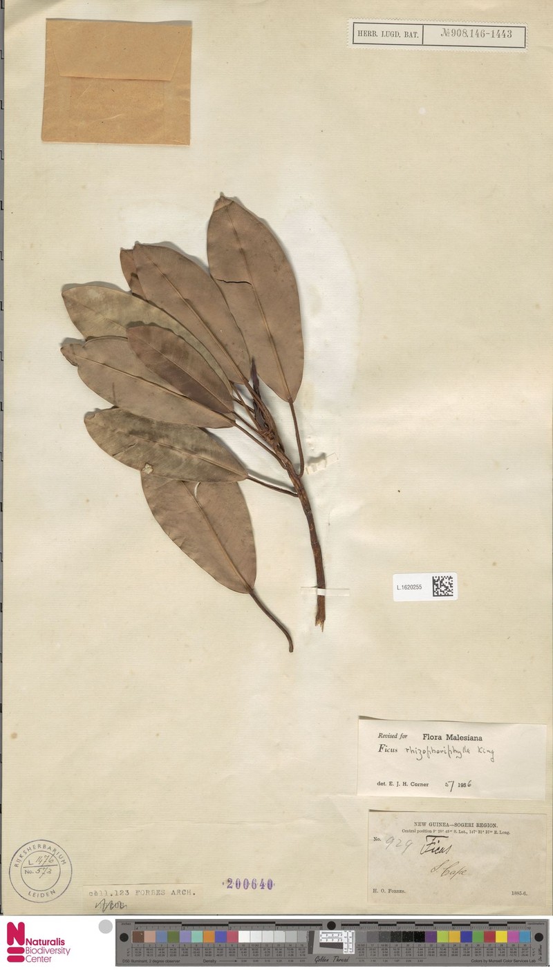 Ficus rhizophoriphylla photo 7
