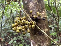 Ficus ribes