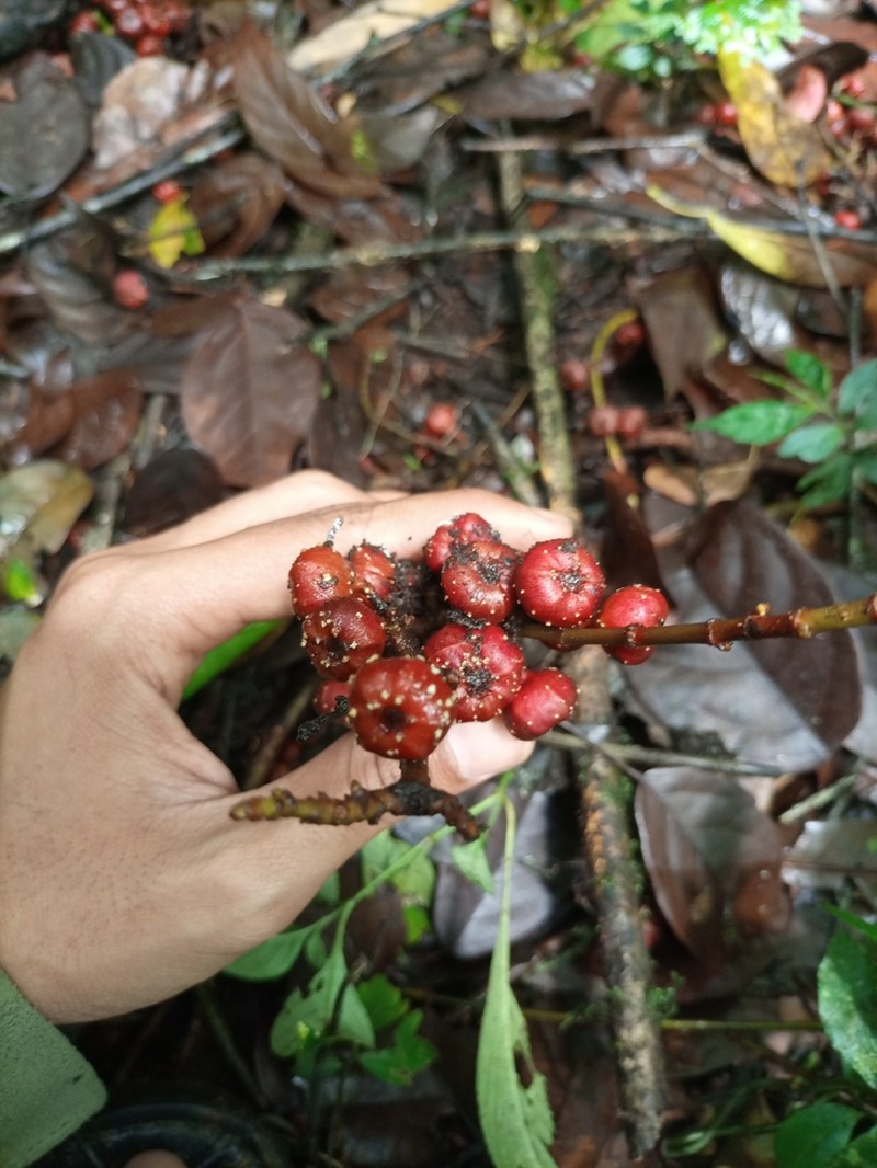 Ficus ribes photo 2