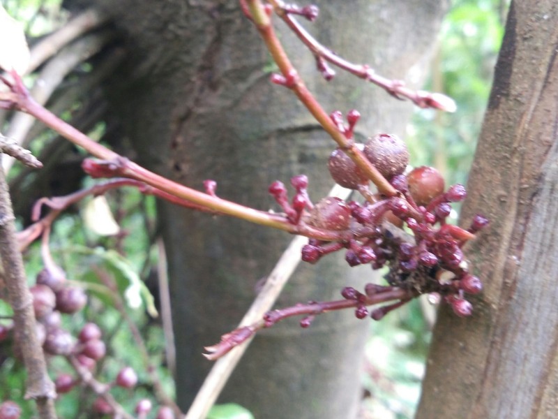 Ficus ribes photo 3