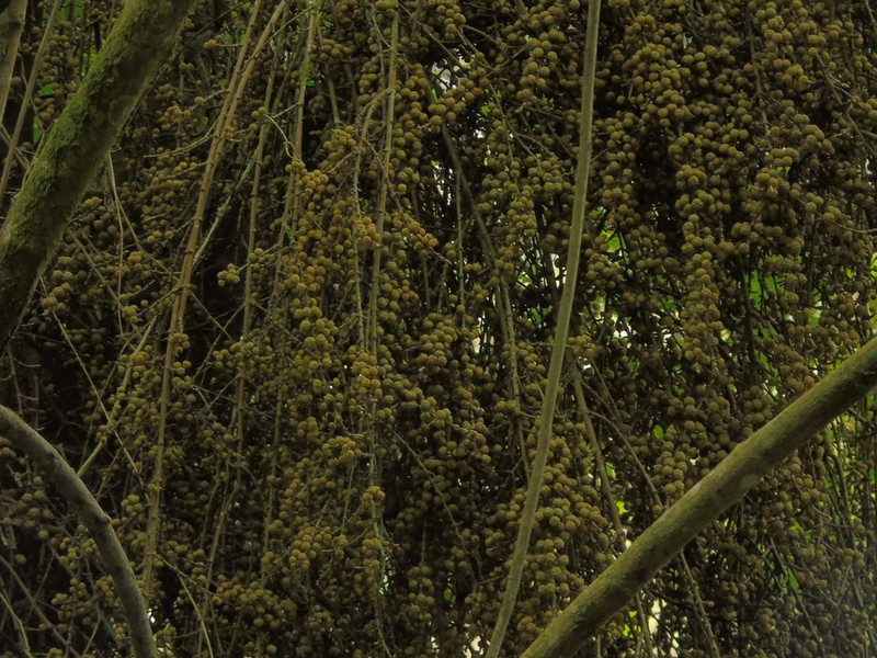 Ficus ribes photo 4
