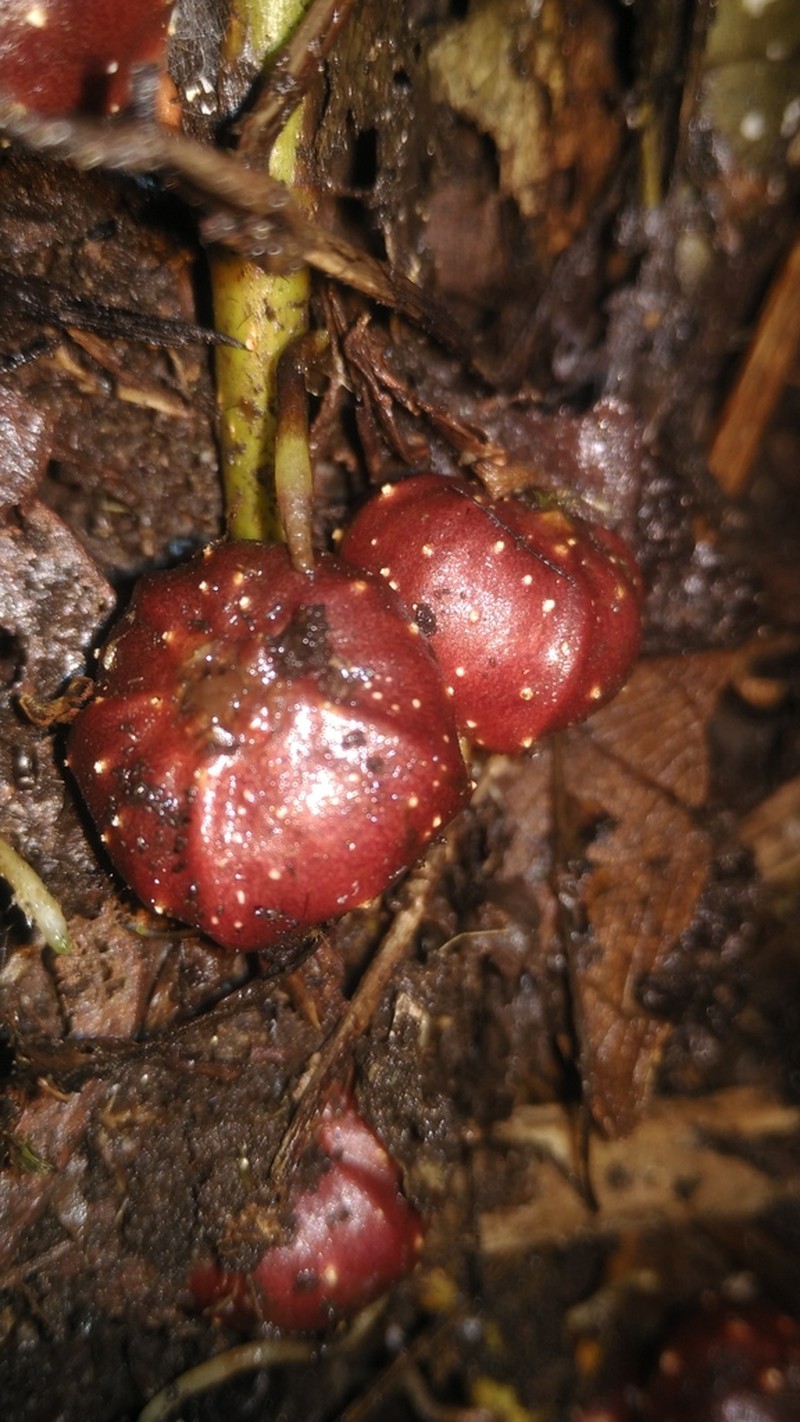 Ficus ribes photo 5