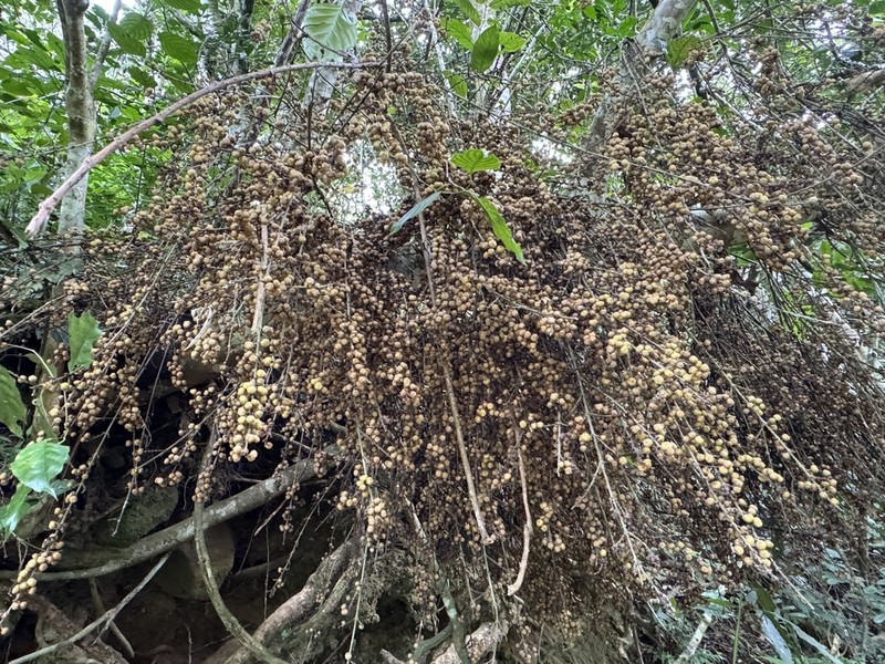 Ficus ribes photo 6
