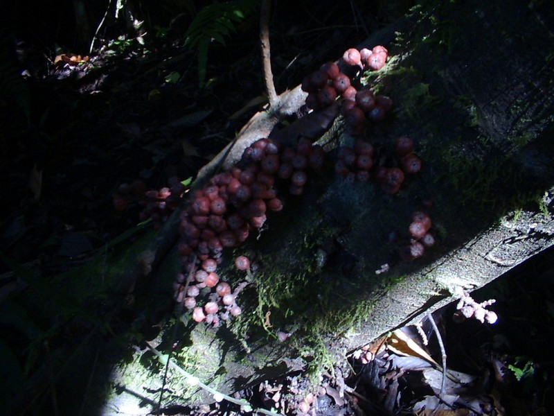 Ficus ribes photo 7