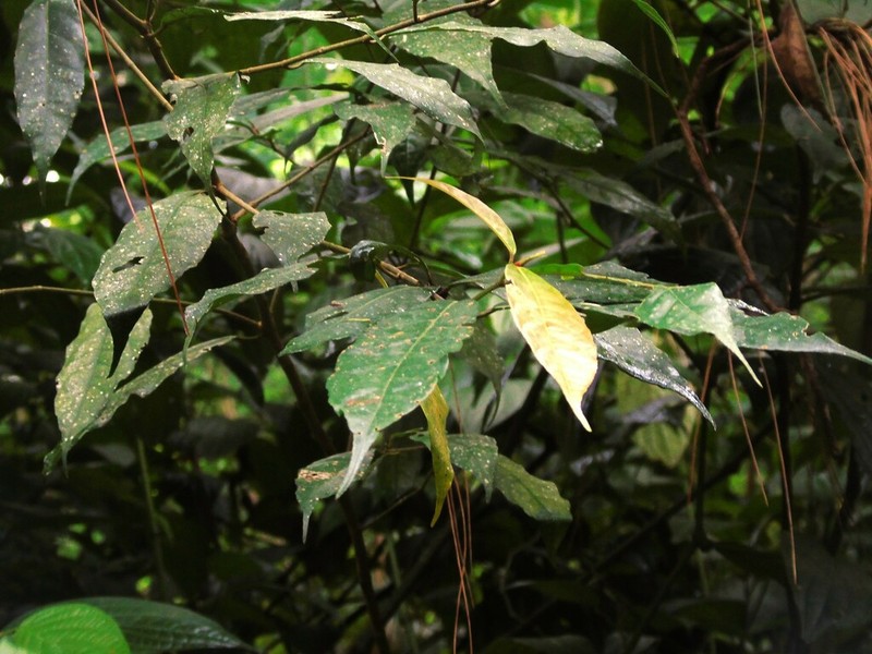 Ficus ribes photo 8