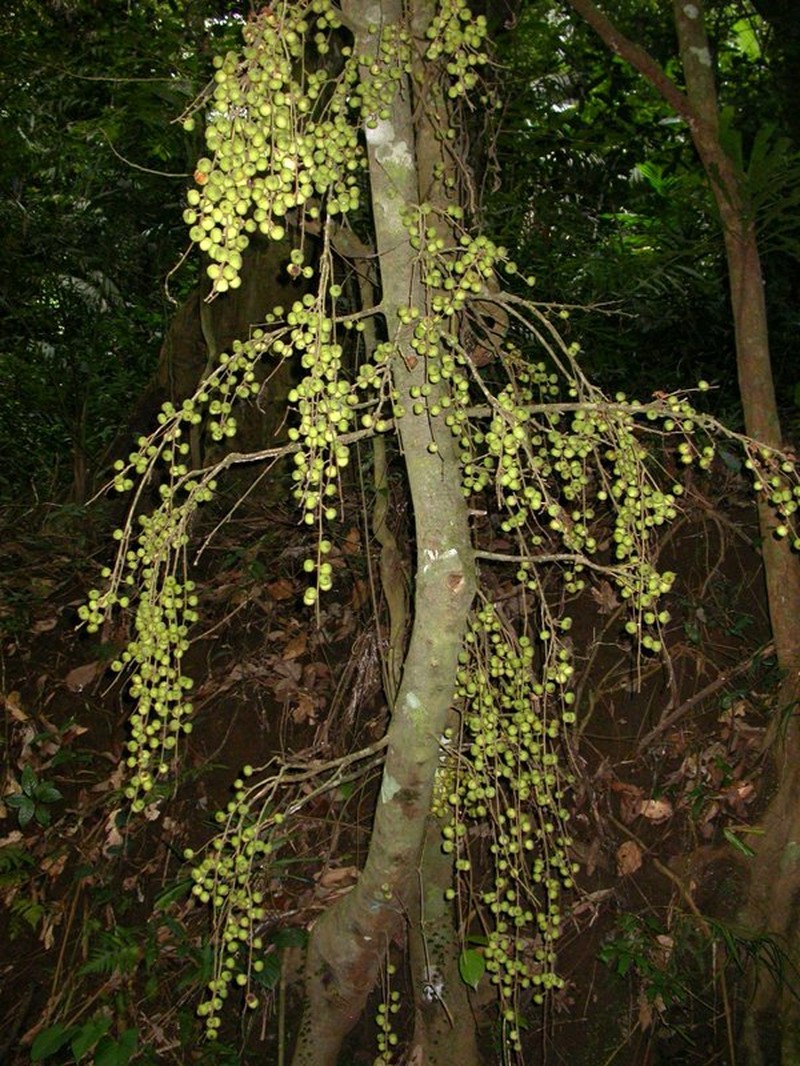 Ficus ribes var. cuneata