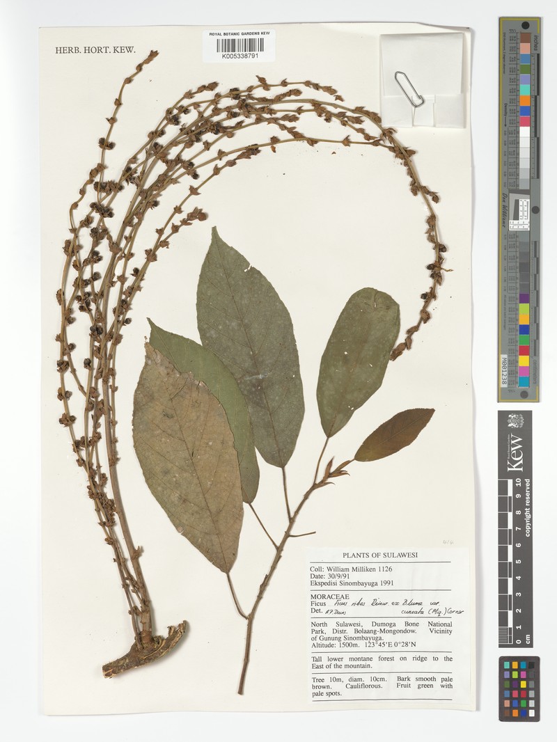 Ficus ribes var. cuneata photo 2