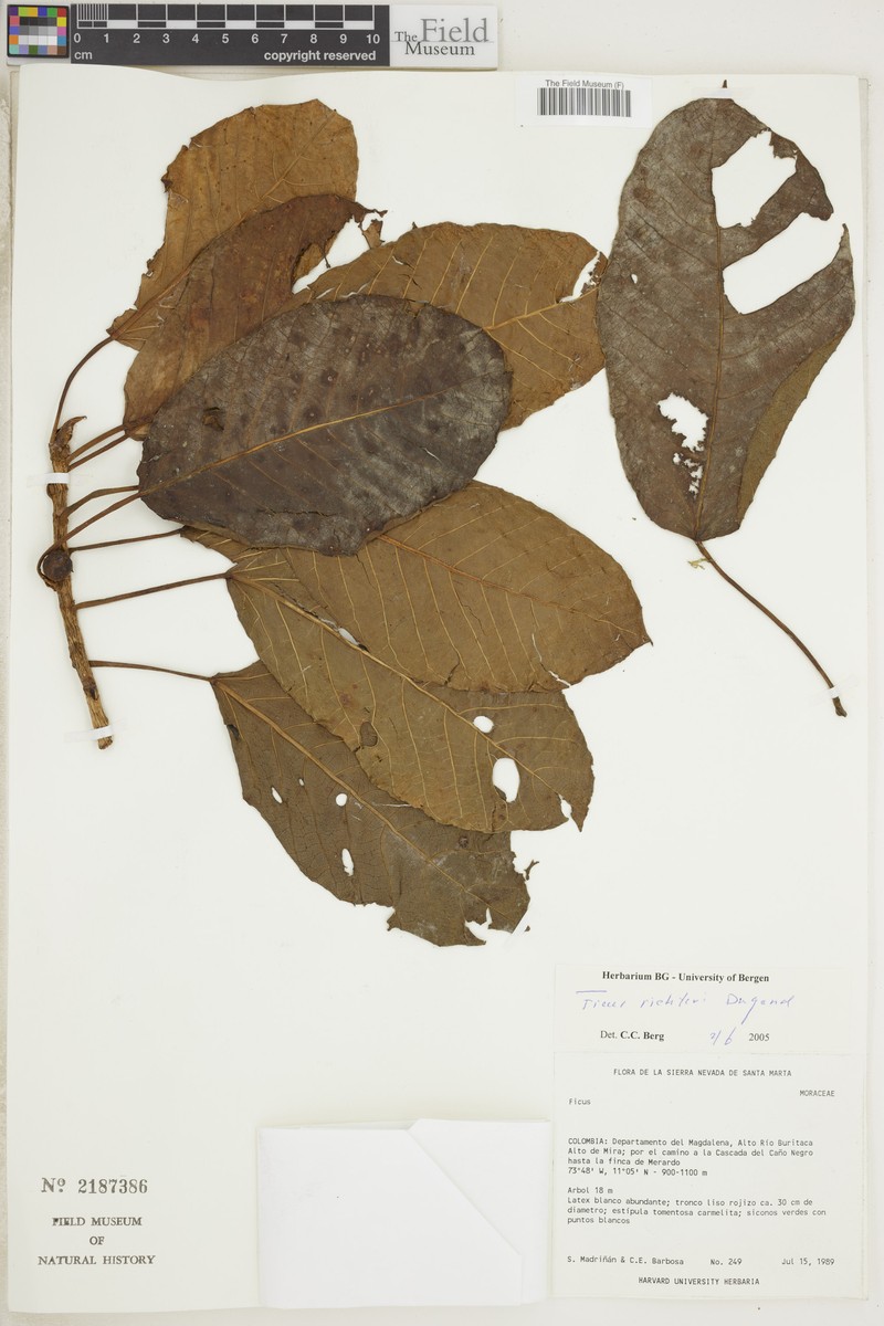 Ficus richteri photo 2