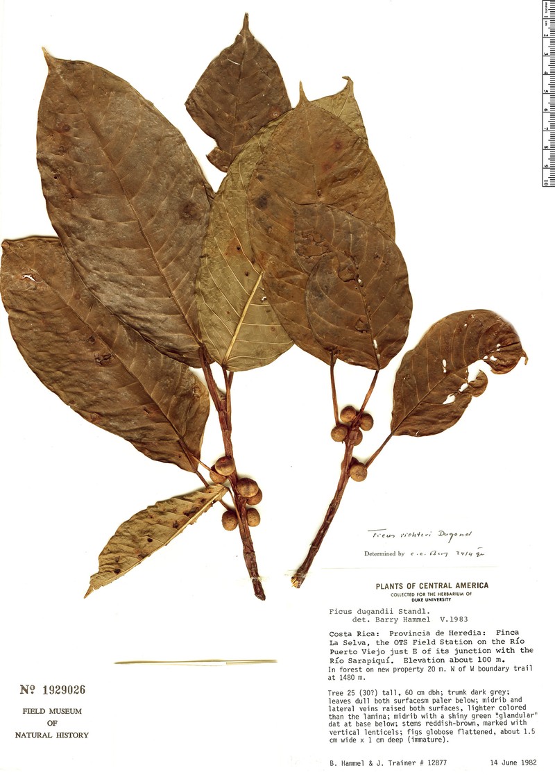Ficus richteri photo 3