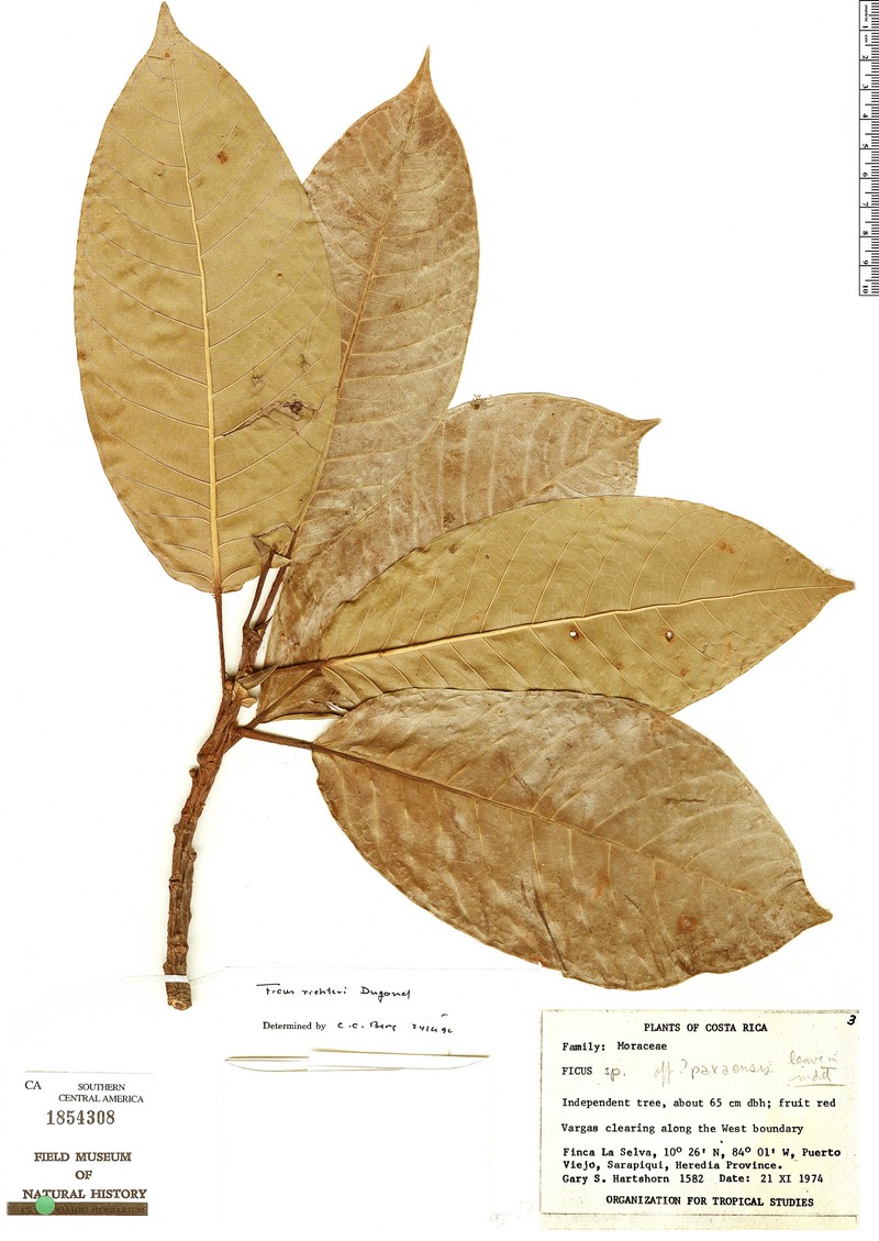 Ficus richteri photo 4
