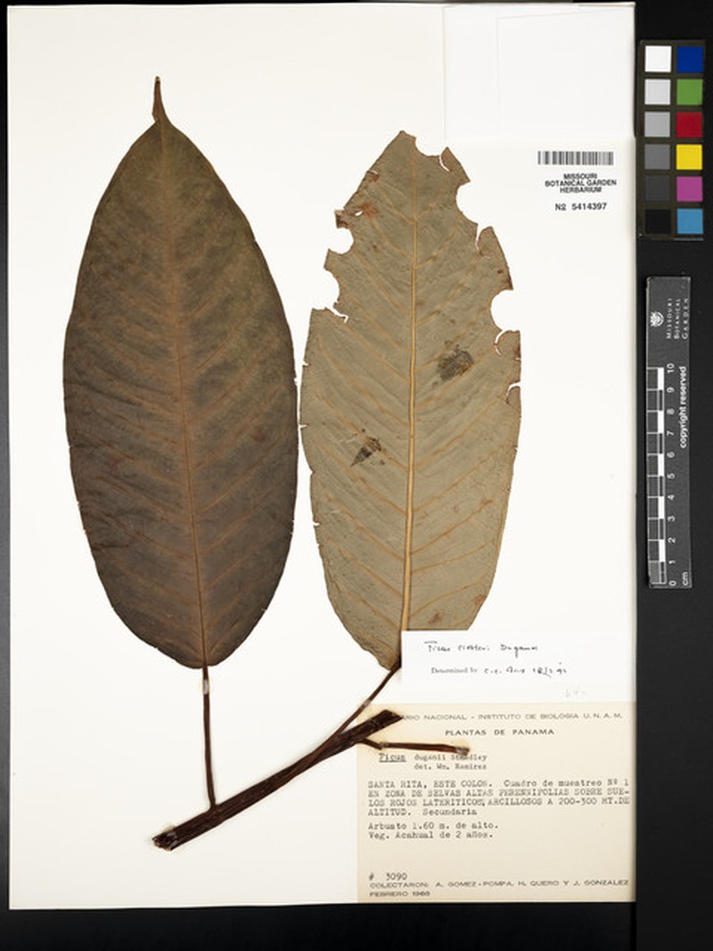 Ficus richteri photo 5