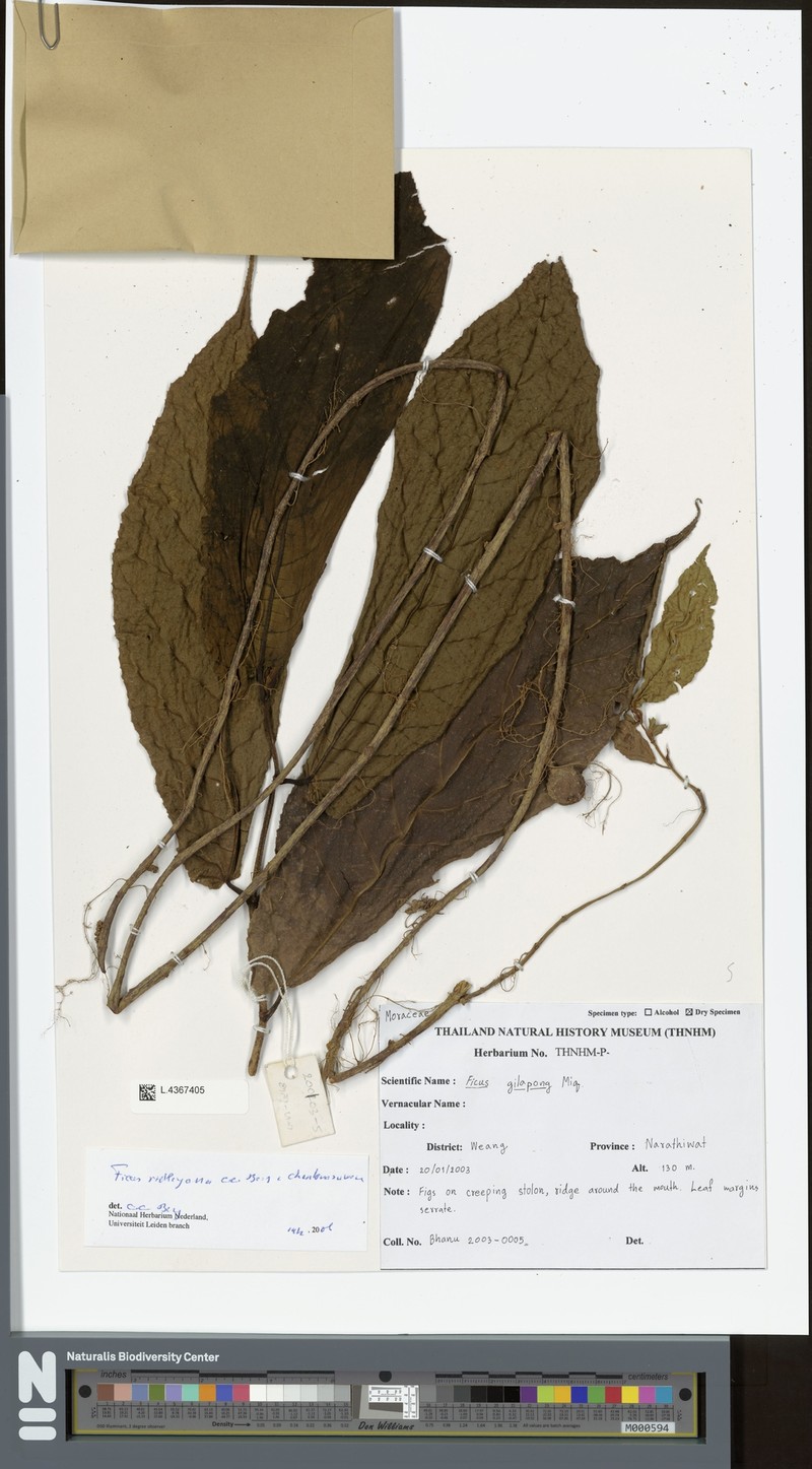 Ficus ridleyana