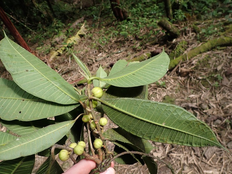Ficus rieberiana photo 2